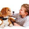 Zeiff Pet Stain Odor Remover Enzyme Cleaner Carpet Spray-3